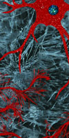 N is for Neuron, 2014 by Meggan Czapiga